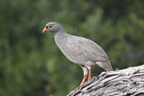 Image. Red-billed Spurfowl