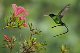 Image. Red-billed Streamertail