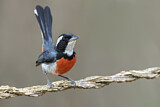 Image. Red-breasted Chat