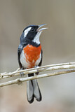 Image. Red-breasted Chat