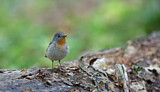 Image. Red-breasted Flycatcher