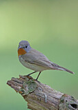 Image. Red-breasted Flycatcher