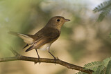 Image. Red-breasted Flycatcher