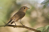 Image. Red-breasted Flycatcher