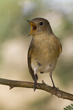 Image. Red-breasted Flycatcher
