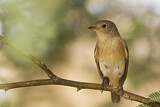 Image. Red-breasted Flycatcher