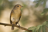Image. Red-breasted Flycatcher