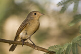 Image. Red-breasted Flycatcher