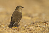 Image. Red-breasted Flycatcher
