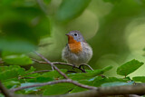 Image. Red-breasted Flycatcher