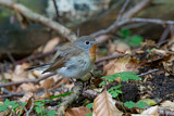 Image. Red-breasted Flycatcher