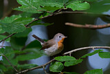 Image. Red-breasted Flycatcher