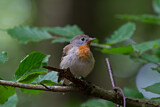 Image. Red-breasted Flycatcher