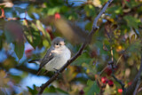 Image. Red-breasted Flycatcher