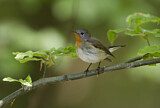 Image. Red-breasted Flycatcher