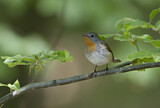 Image. Red-breasted Flycatcher