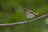 Image. Red-breasted Flycatcher