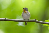 Image. Red-breasted Flycatcher