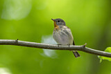 Image. Red-breasted Flycatcher