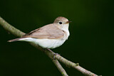 Image. Red-breasted Flycatcher