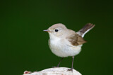 Image. Red-breasted Flycatcher