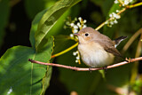 Image. Red-breasted Flycatcher