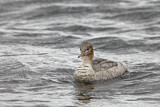 Image. Red-breasted Merganser