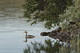 Image. Red-breasted Merganser