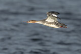 Image. Red-breasted Merganser
