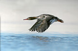 Image. Red-breasted Merganser