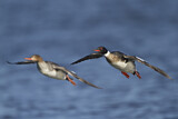 Image. Red-breasted Merganser