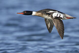 Image. Red-breasted Merganser