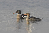 Image. Red-breasted Merganser