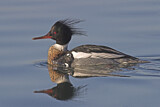 Image. Red-breasted Merganser