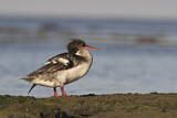 Image. Red-breasted Merganser