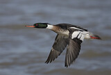 Image. Red-breasted Merganser