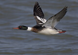 Image. Red-breasted Merganser