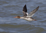 Image. Red-breasted Merganser