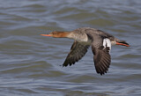 Image. Red-breasted Merganser