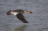 Image. Red-breasted Merganser