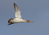 Image. Red-breasted Merganser