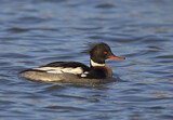 Image. Red-breasted Merganser