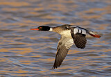 Image. Red-breasted Merganser