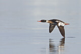 Image. Red-breasted Merganser