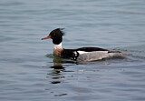 Image. Red-breasted Merganser