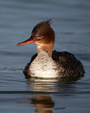 Image. Red-breasted Merganser