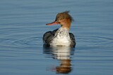 Image. Red-breasted Merganser