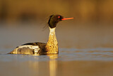 Image. Red-breasted Merganser