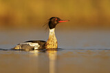 Image. Red-breasted Merganser