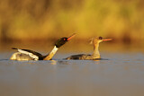 Image. Red-breasted Merganser